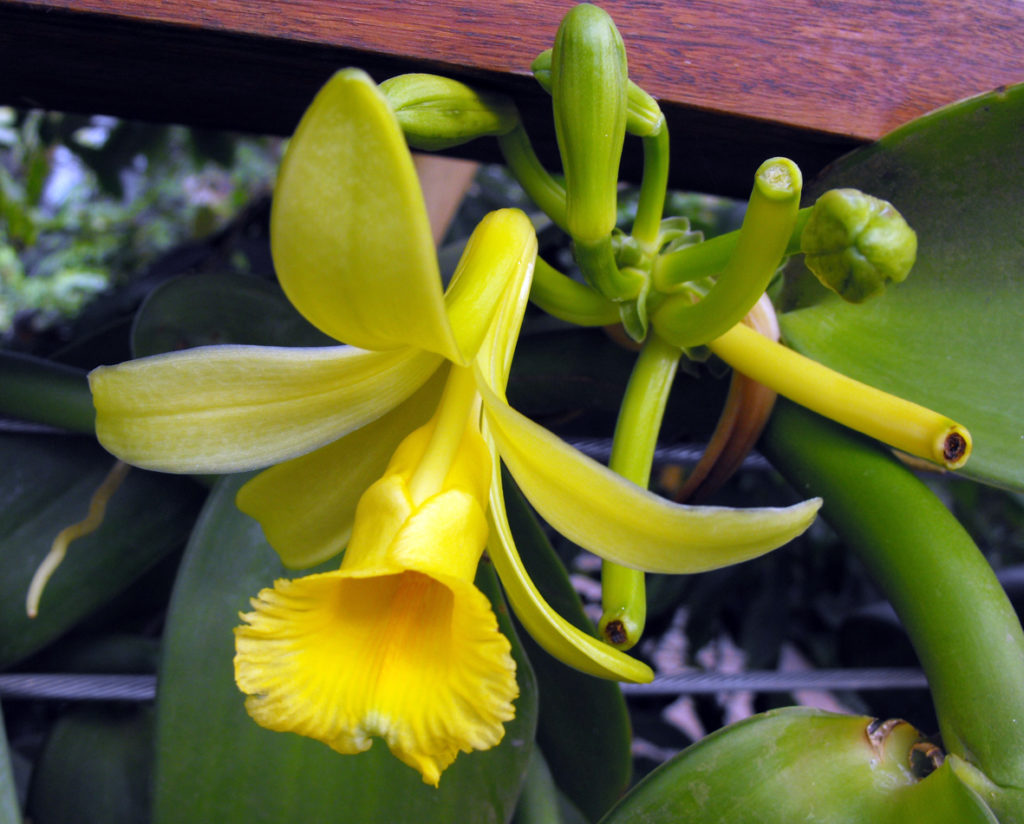 orchidea vanilla