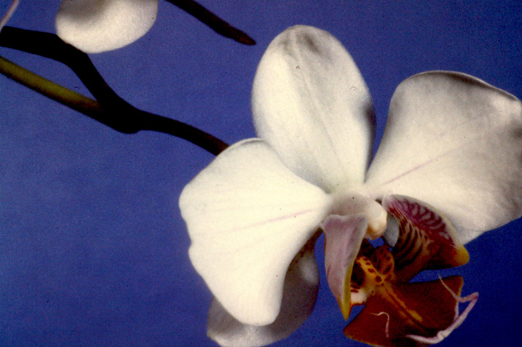 phalaenopsis orchidea