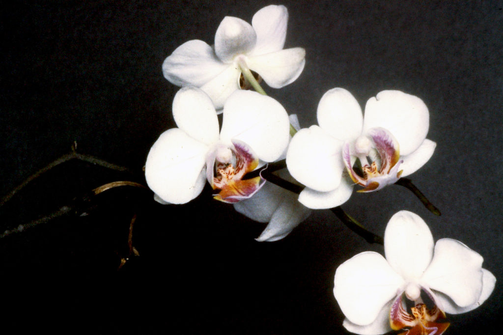 phalaenopsis orchidea fiore