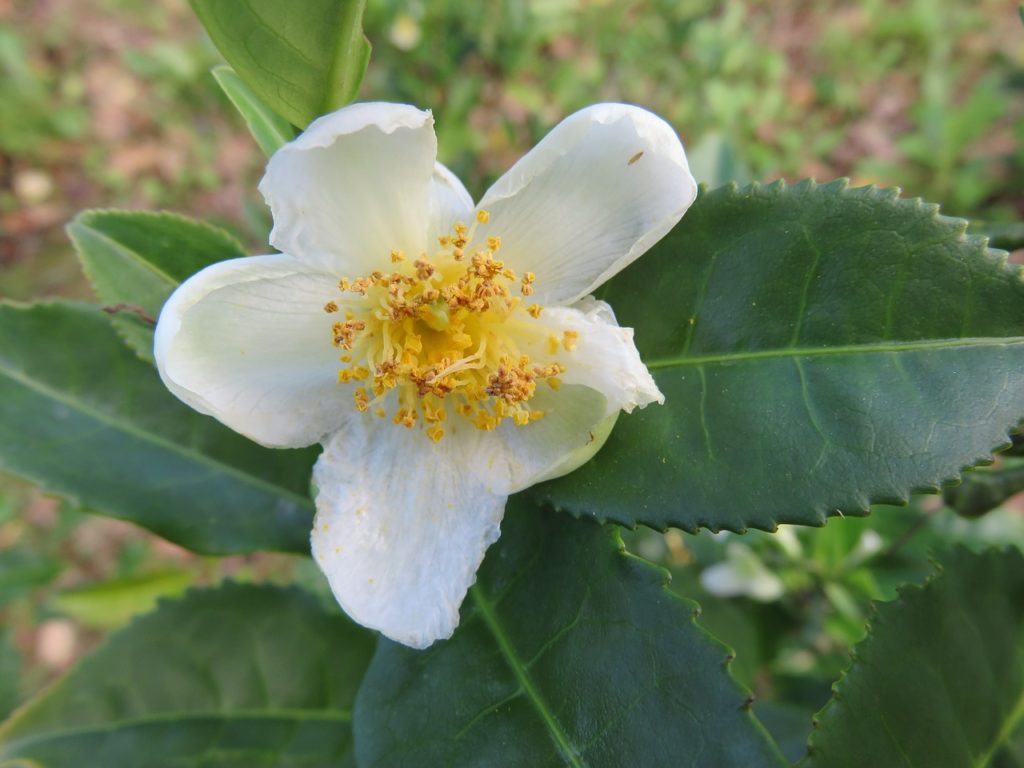fiore del tè pianta