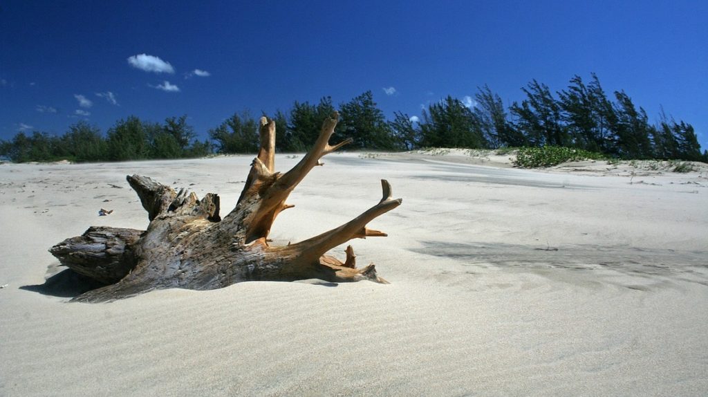 radice su spiaggia