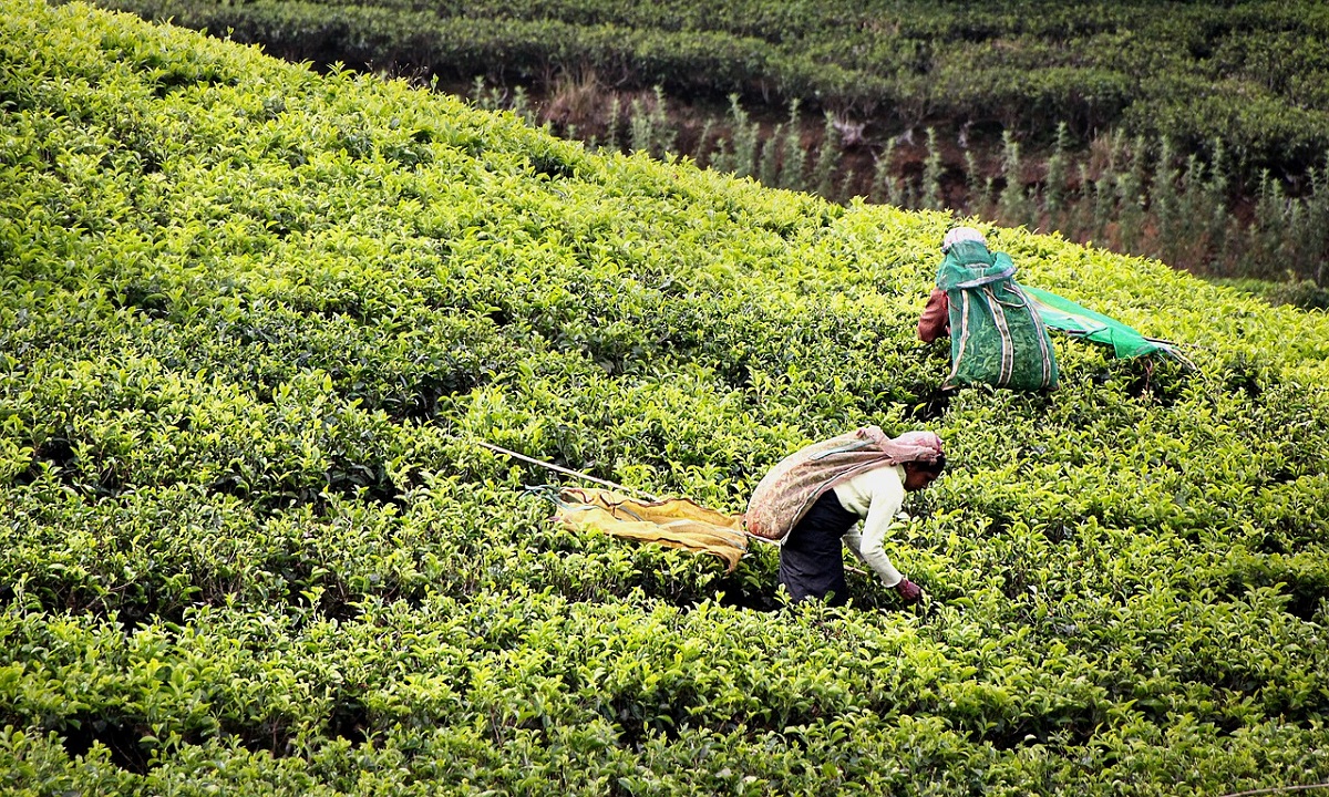 raccolta tè verde