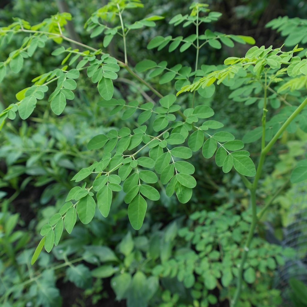 pianta della moringa