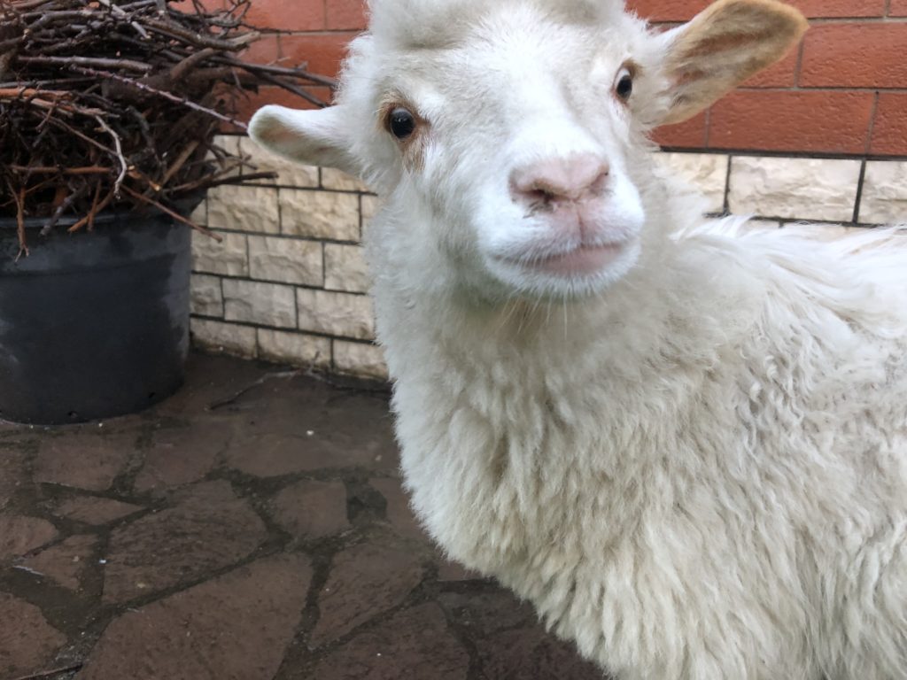 pecora bianca jimmy