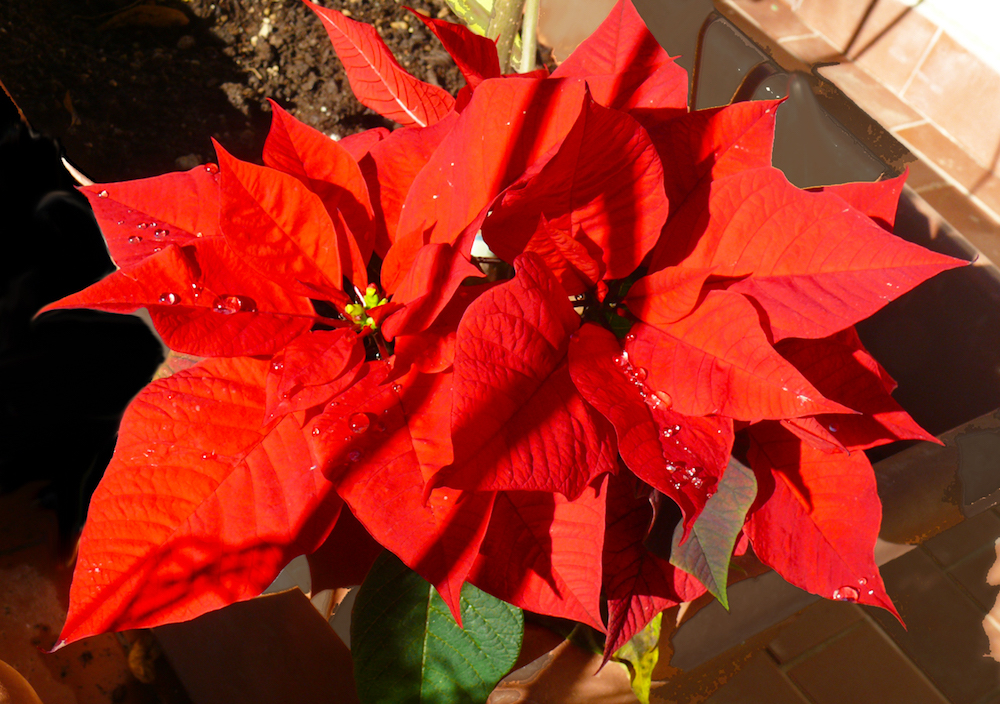 Come Salvare La Stella Di Natale.Come Coltivare E Far Crescere Una Stella Di Natale In Casa