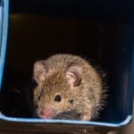 antechinus-