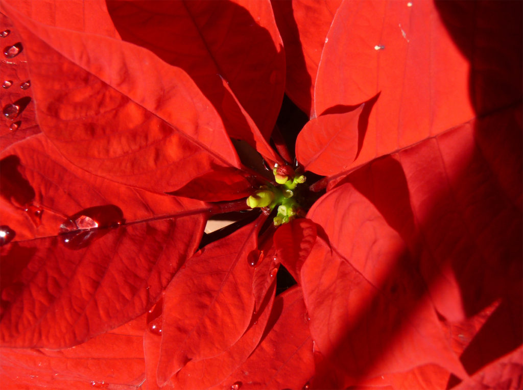 Altro Nome Della Stella Di Natale.Come Coltivare E Far Crescere Una Stella Di Natale In Casa