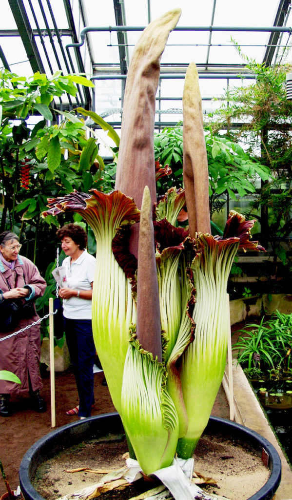 Amorphophallus rivieri  shirataki