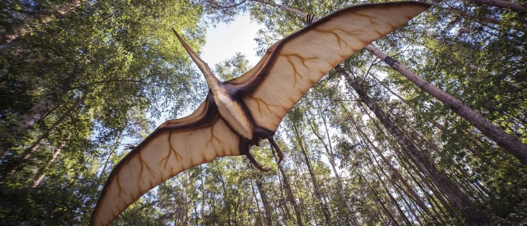 dinosauri volanti ovaio