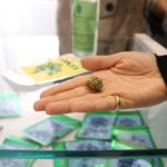 vendita di marijuana legale in Italia