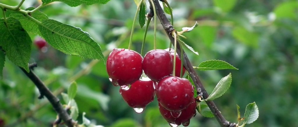 ciliegie mangiare frutta