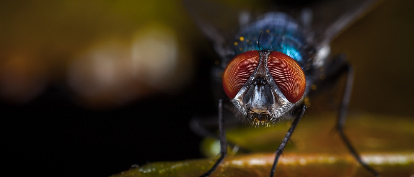 rimedi naturali contro le mosche