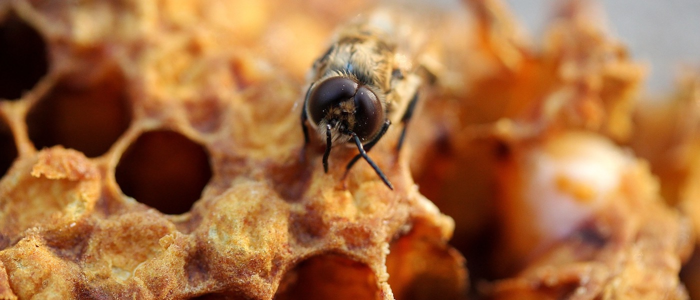 rischi delle api