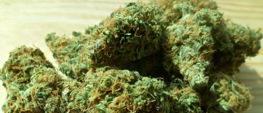 Cannabis Sativa L