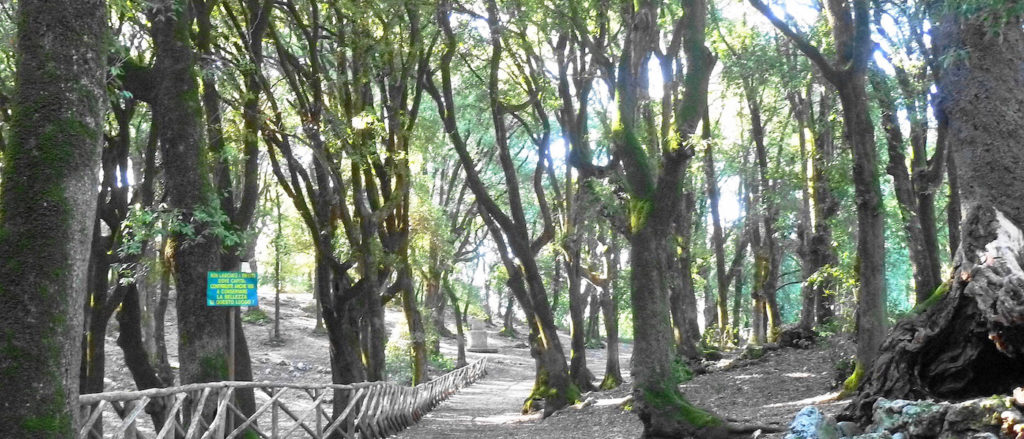 Lex luci spoletina bosco sacro