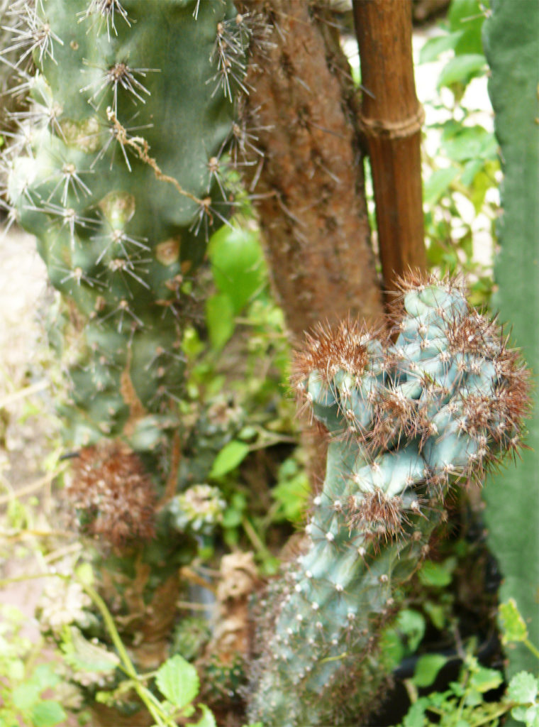 Cereus Mostruoso