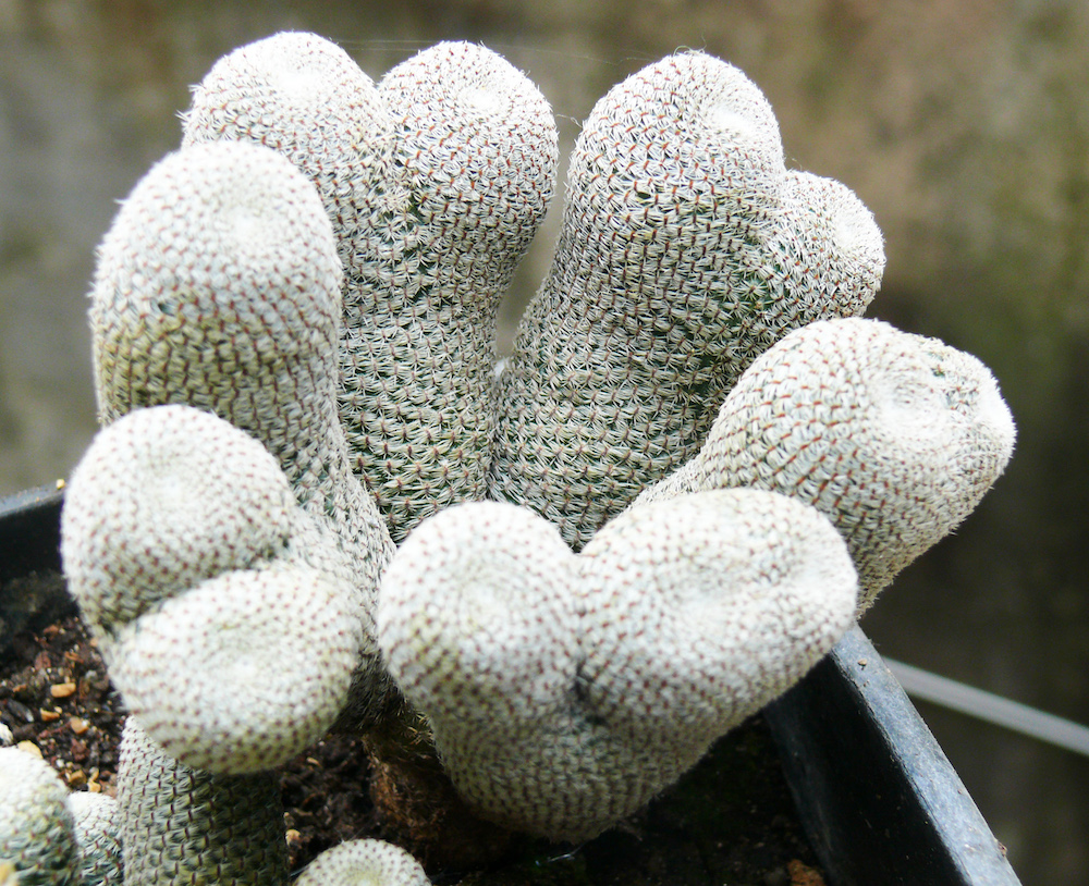 rebutia schatzliana crestata