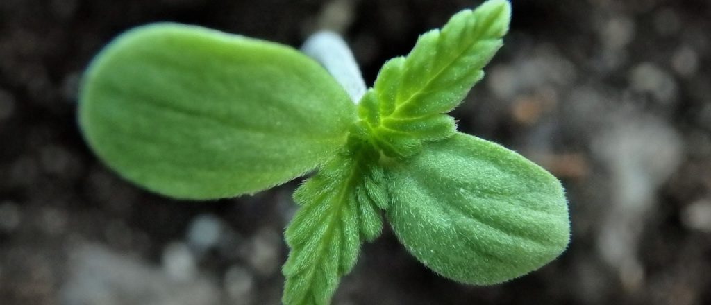 consiglio superiore della sanità cannabis light