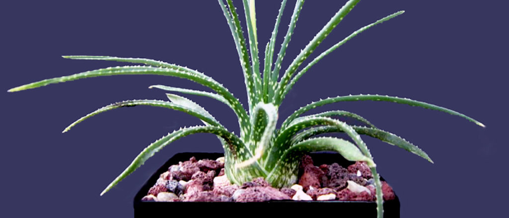 piccola aloe bowiea in vaso