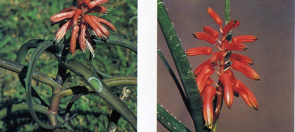 Lomatophyllum aloe piccola