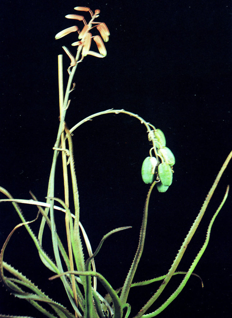 lomatophyllum aloe