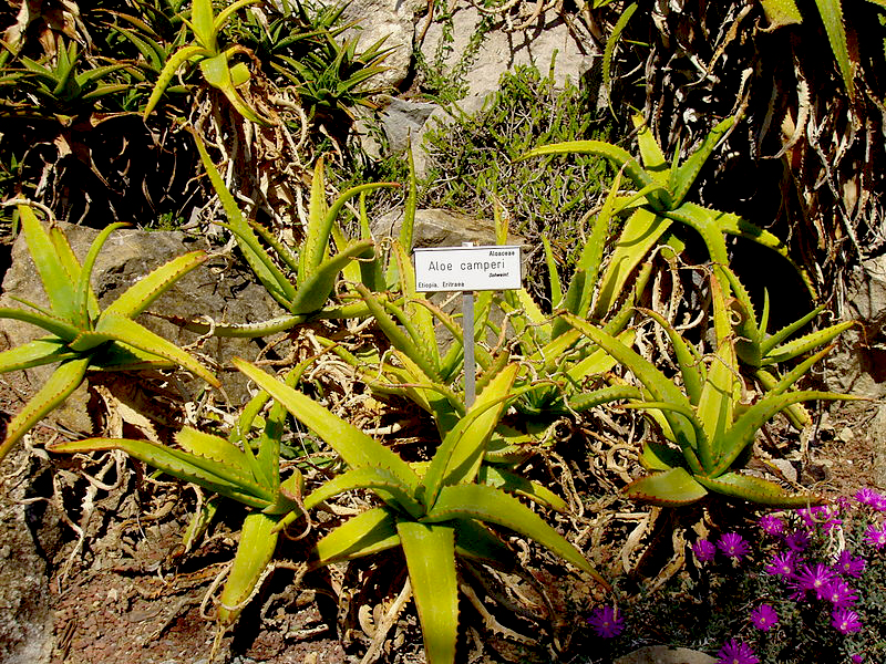 Aloe Camperi 