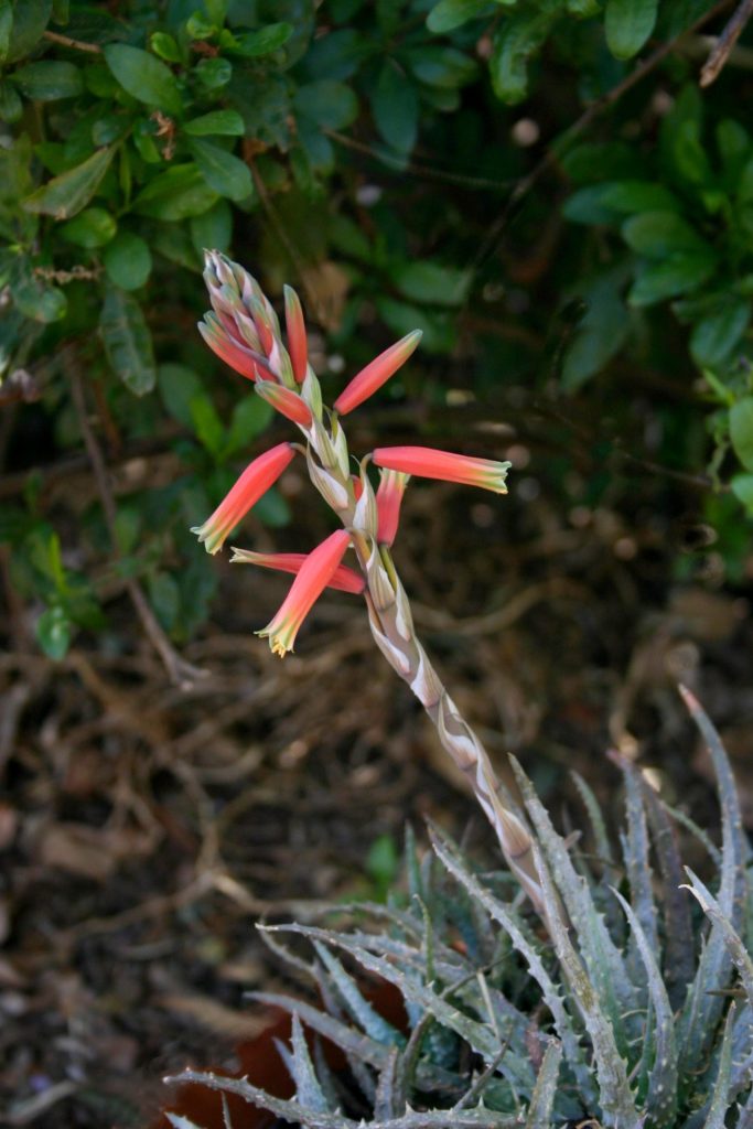 fiore di aloe humilis