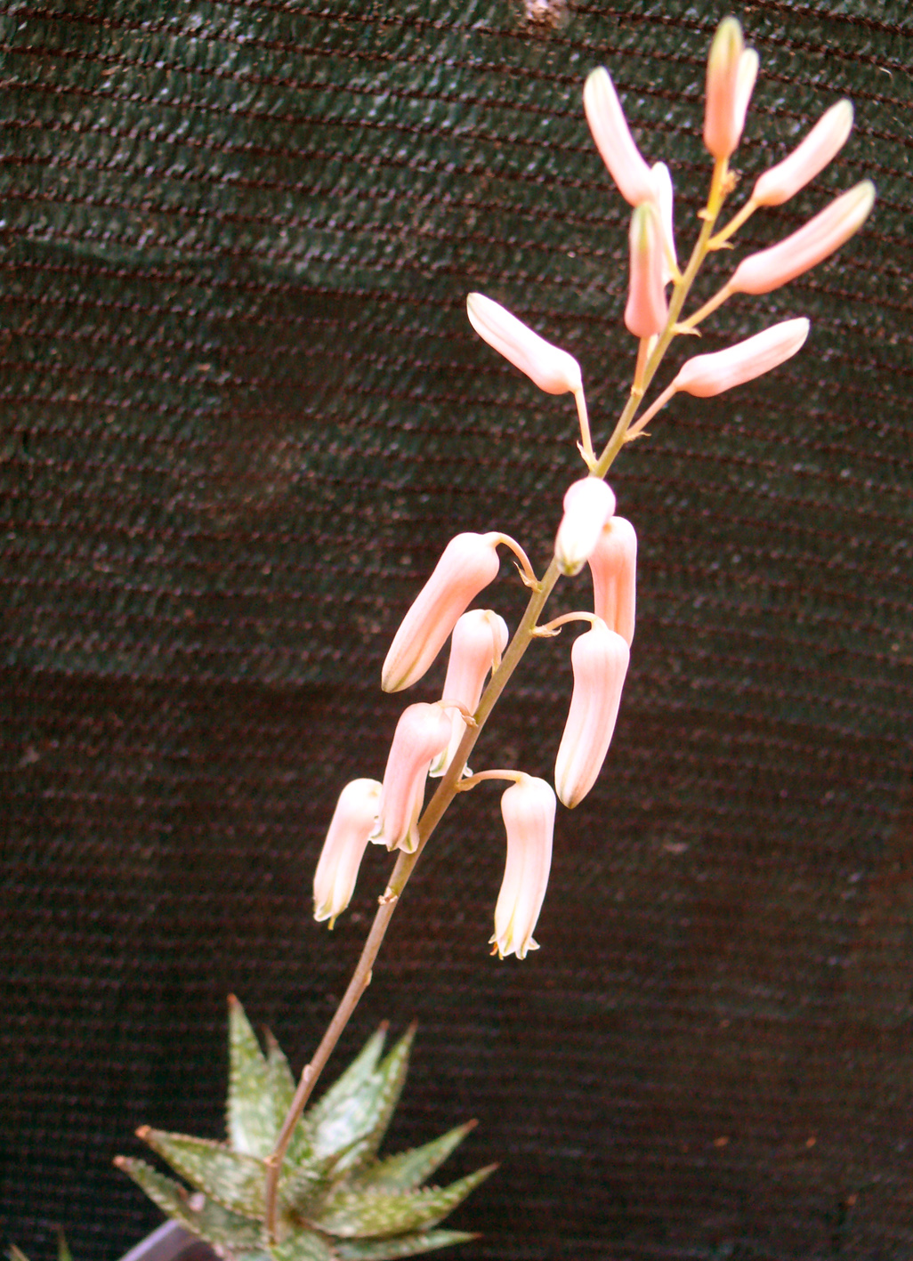 Aloe jucunda fiore 