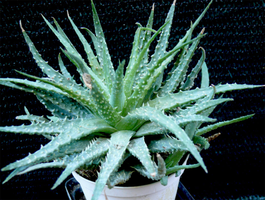 specie più diffusa aloe humilis