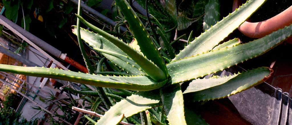 Aloe Camperi foglie