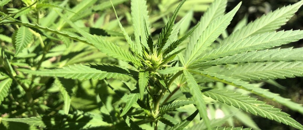 cannabis terapeutica