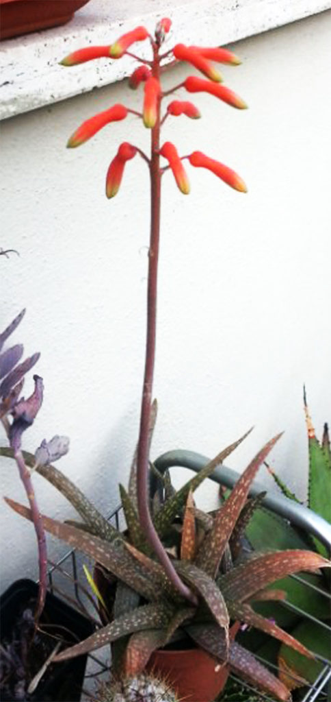 Aloe ellenbeckii