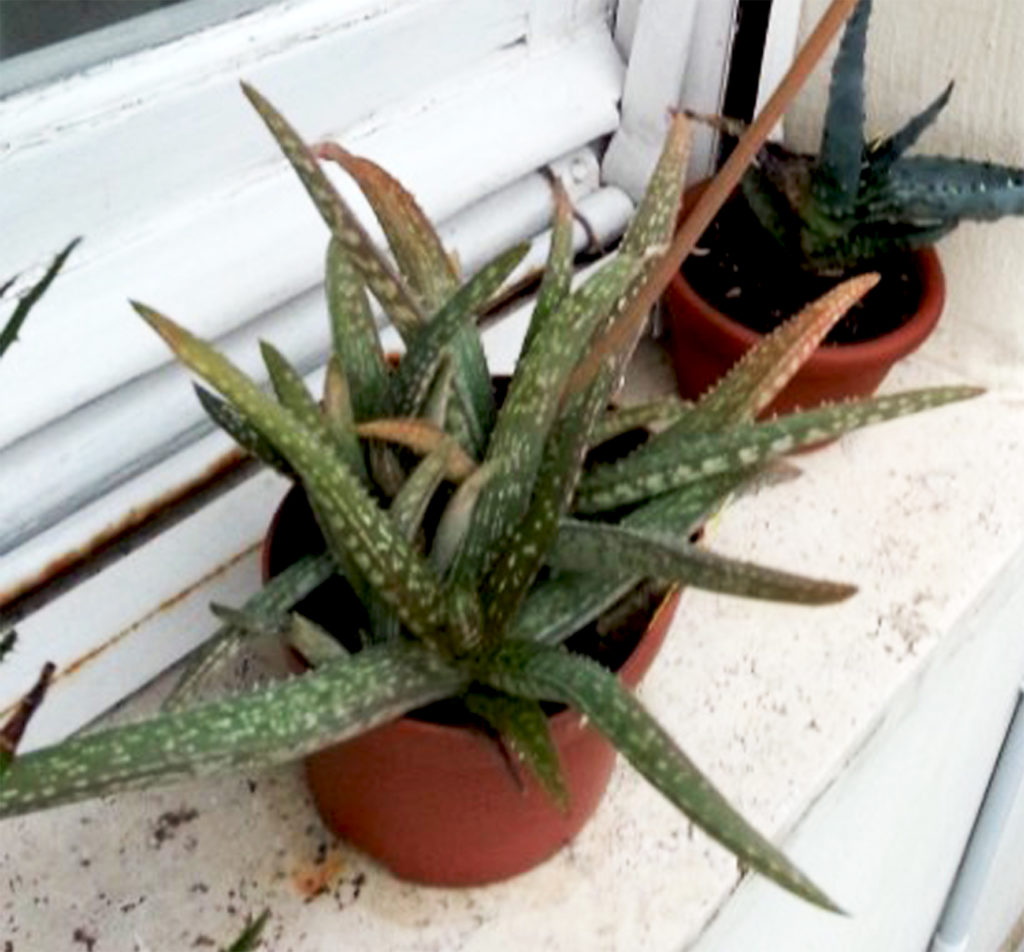 Aloe ellenbeckii