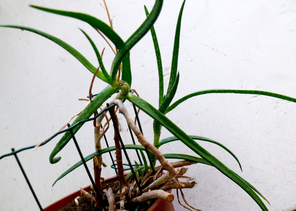 aloe pendens in vaso