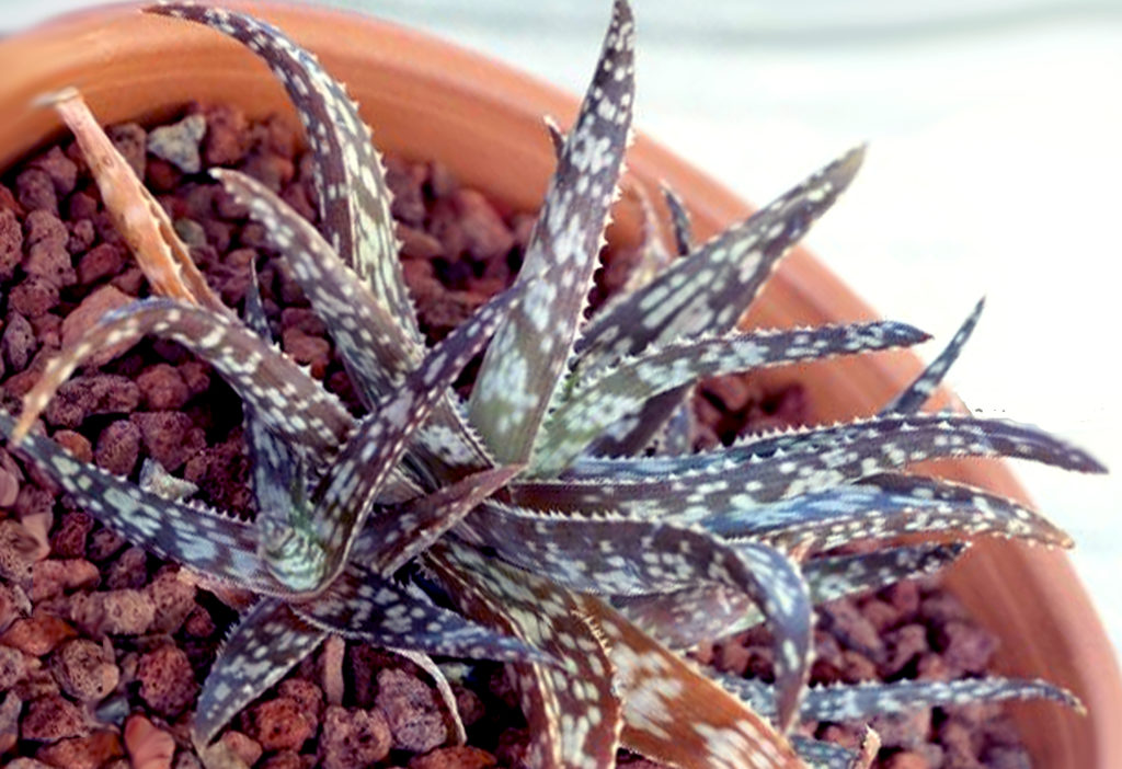 Aloe rauhii