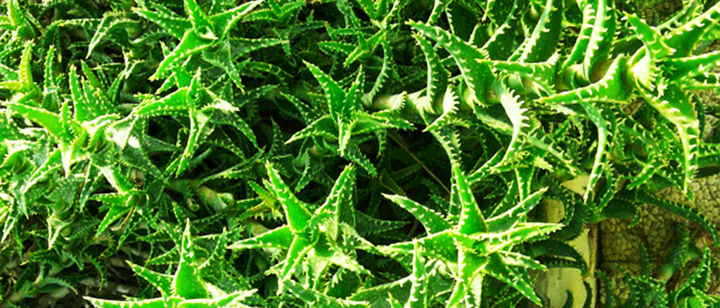 Aloe squarrosa