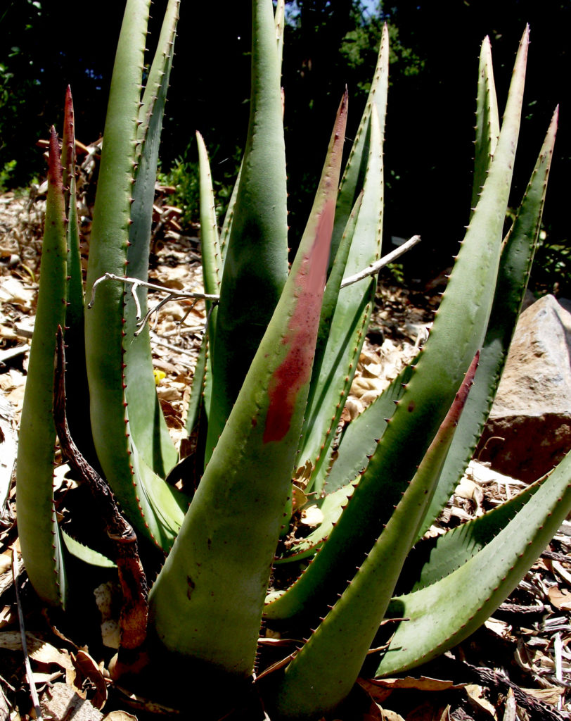 Aloe vacillans Yemen