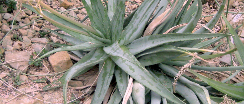 Aloe vacillans esemplare