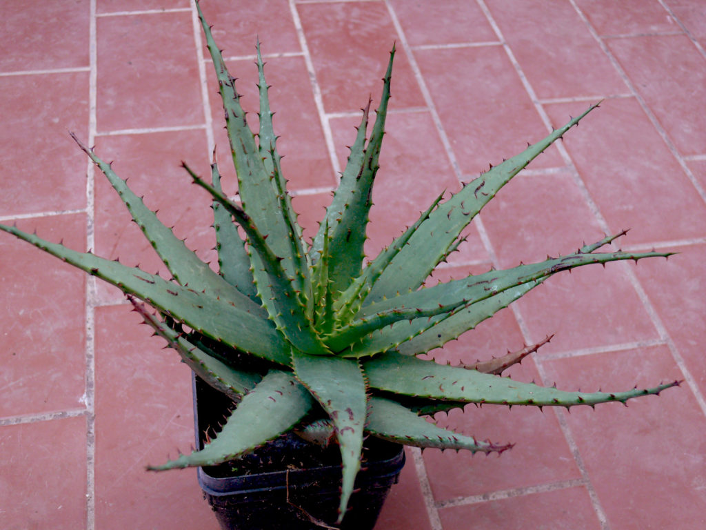 Aloe broomii