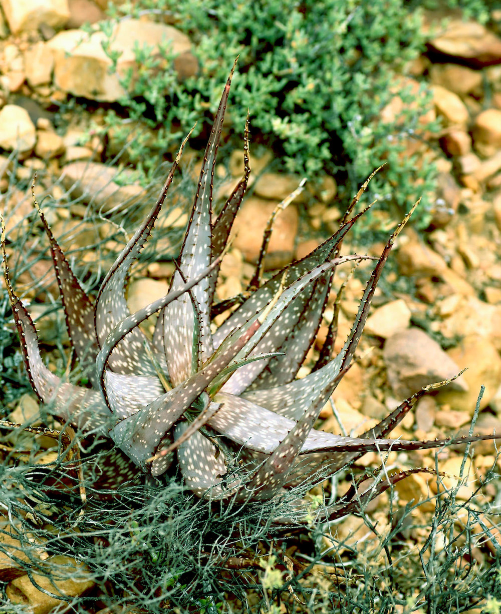 aloe microstigma