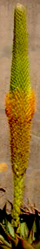 Aloe broomii fiore