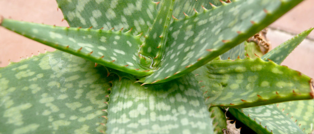 Aloe Zebrina