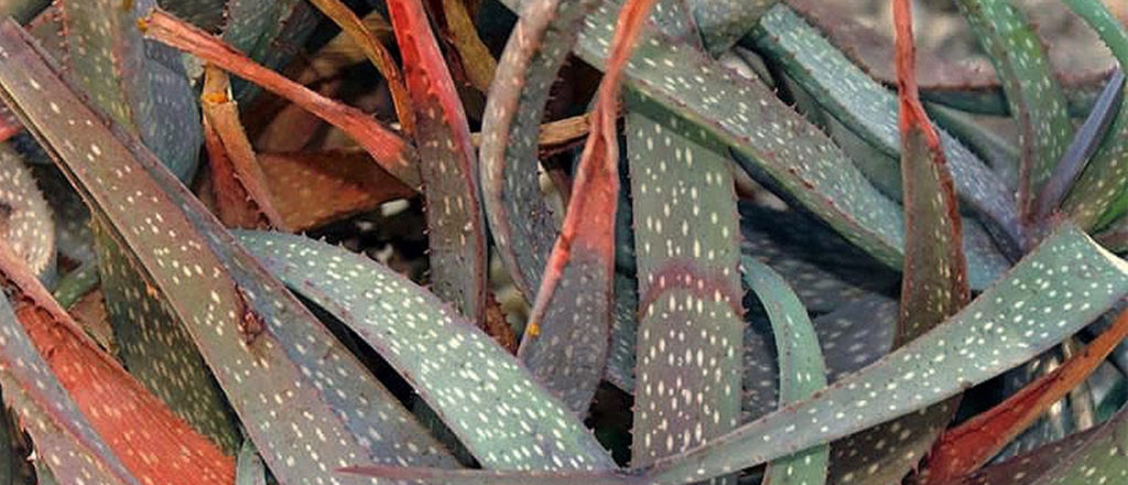 Aloe pictifolia