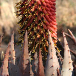 Aloe_peglerae