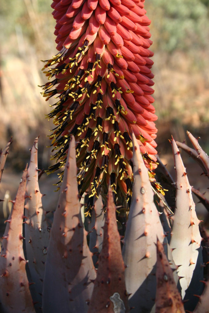 Aloe peglerae fiore