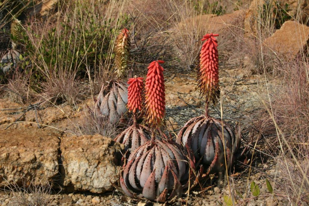 Aloe peglerae 