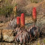 Aloe_peglerae piante