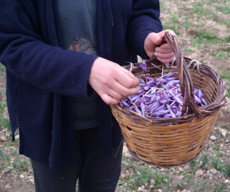 raccolta dello zafferano