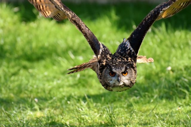 aquila uccelli selvatici