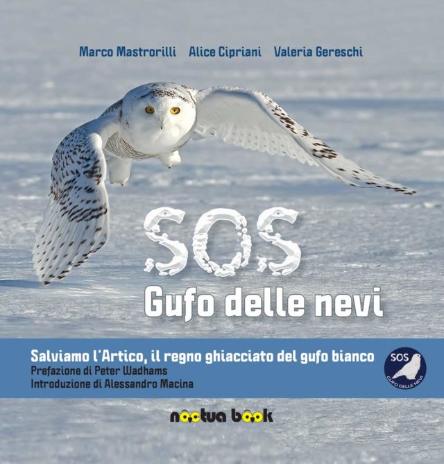 Gufo delle nevi nucta copertina